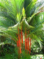 Red Palm Tree